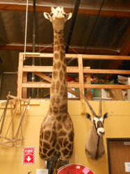 West African Giraffe $8,000- DLR 500